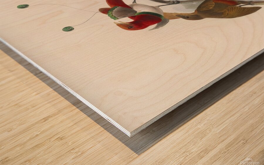 Cicinnurus regius 1873 Wood print