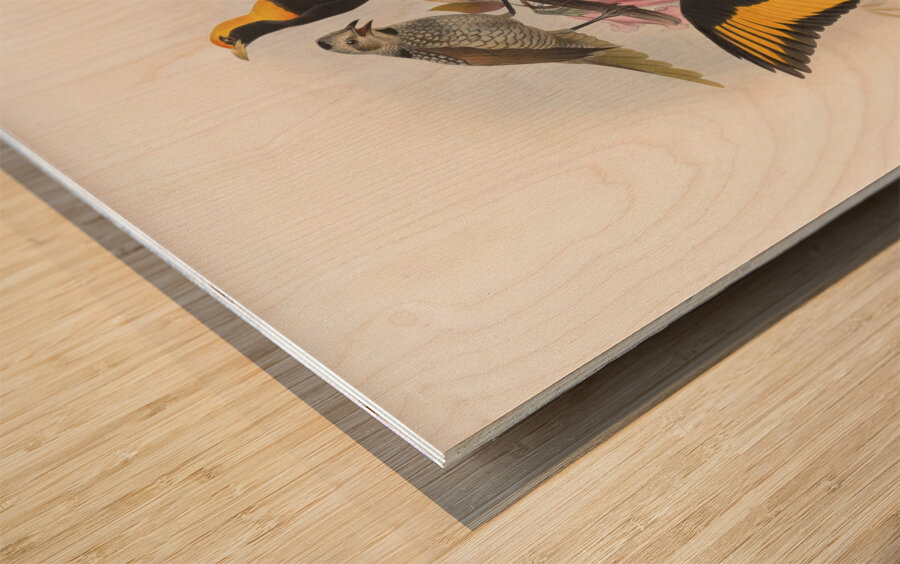 Sericulus melinus 1873 Wood print