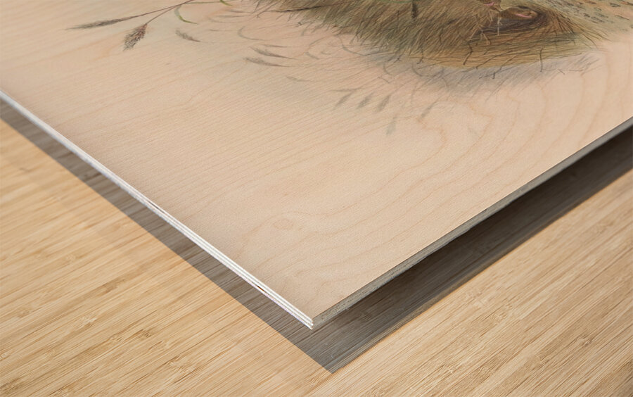 Chlamydodera maculata 1873 Impression sur bois