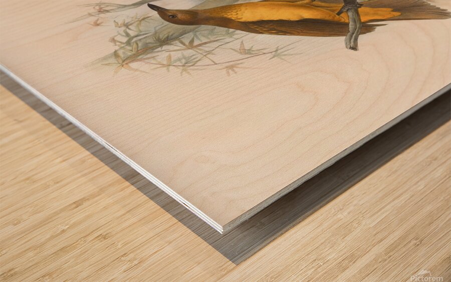 Chlamydodera xanthocastra 1873 Wood print