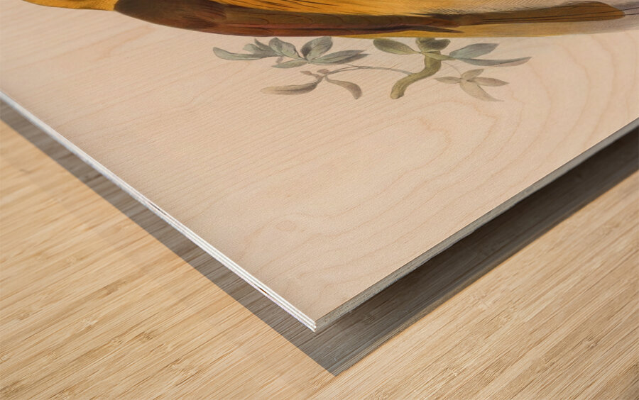 Paradisea apoda 1873 Wood print