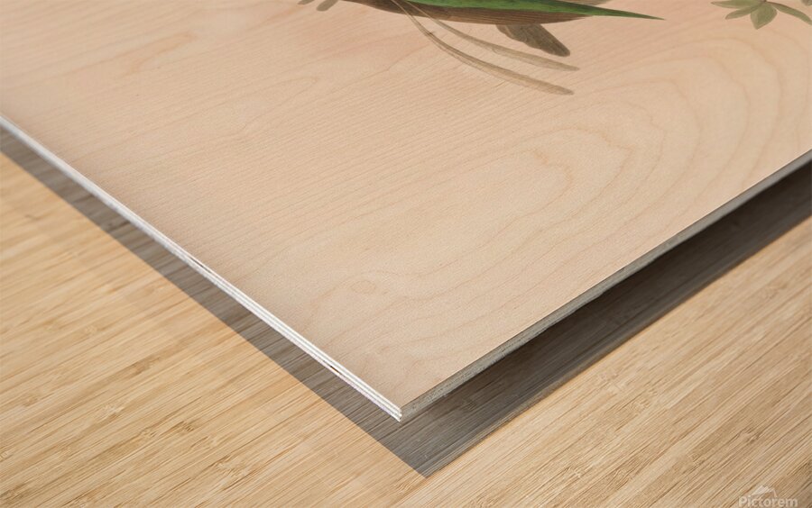 Semioptera Wallacii 1873 Wood print