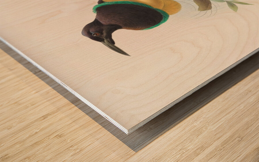 Seleucides alba 1873 Wood print