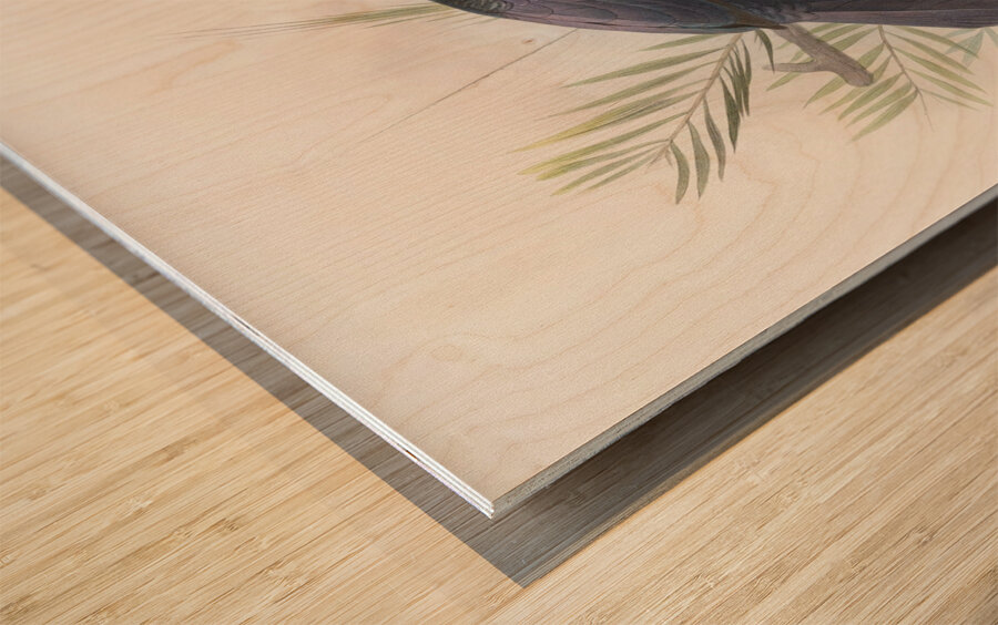 Manucodia atra 1873 Wood print