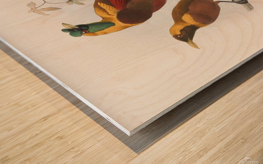 Paradisea sanguinea 1873 Wood print