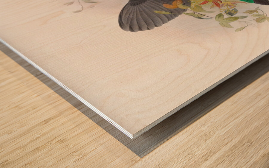 Ptiloris Victorie 1873 Wood print