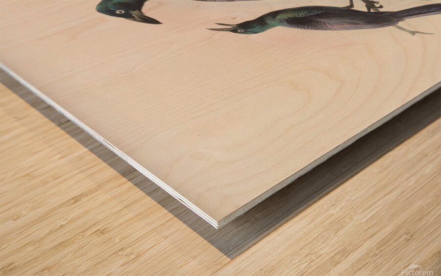 Manucodia chalybeus 1873 Wood print