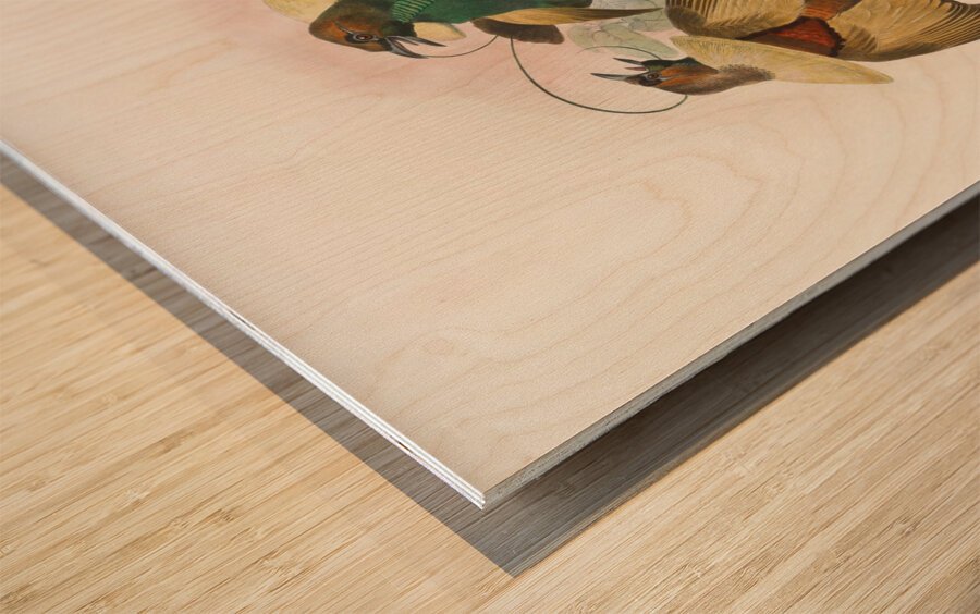 Diphyllodes speciosa 1873 Wood print