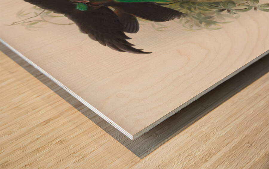 Lophorina atra 1873 Wood print