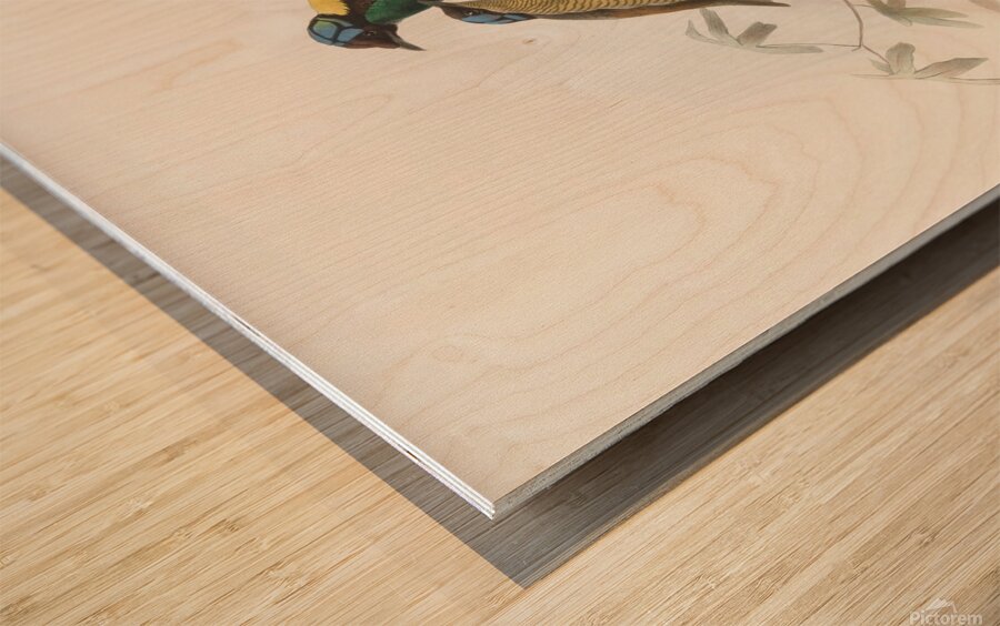 Diphyllodes respublica 1873 Wood print