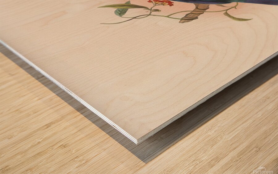 Manucodia Keraudreni 1873 Wood print