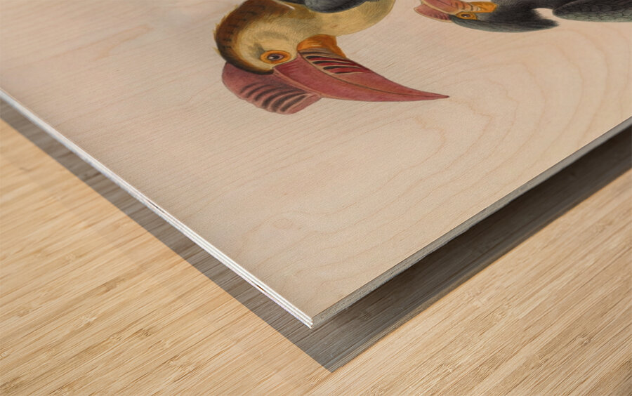 Cranorrhinus leucocephalus 1882 Wood print