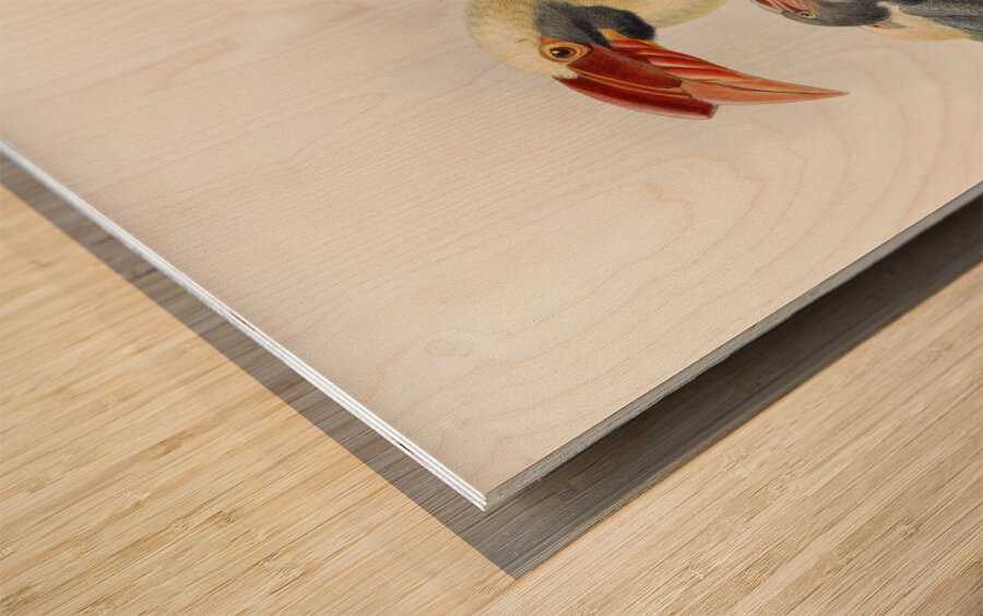 Penelopides affinis 1882 Wood print