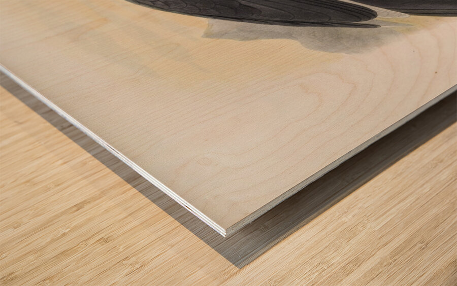 Bucorvus abyssinicus 1882 Wood print