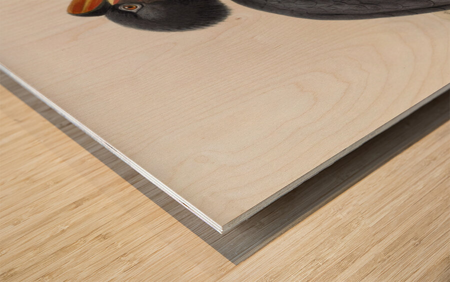 Buceros sylvestris 1882 Wood print