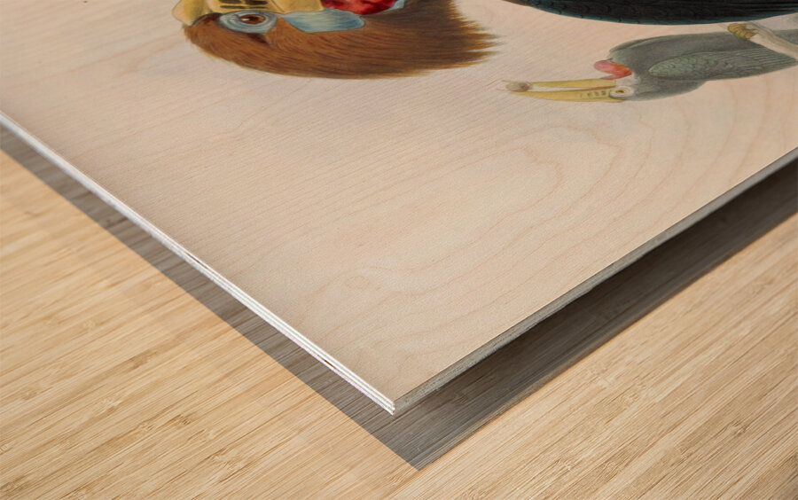 Aceros nepalensis 1882 Wood print