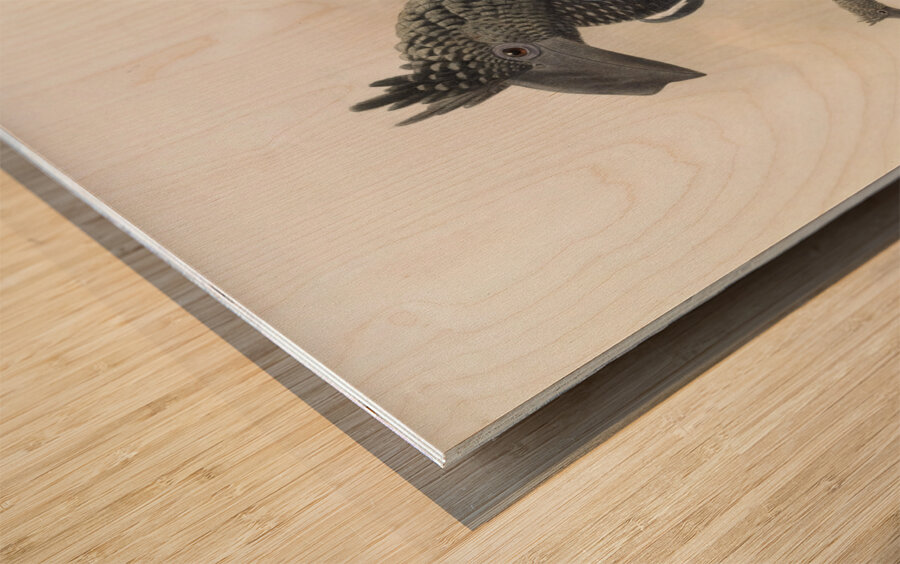 Bycanistes subcylindricus 1882 Wood print