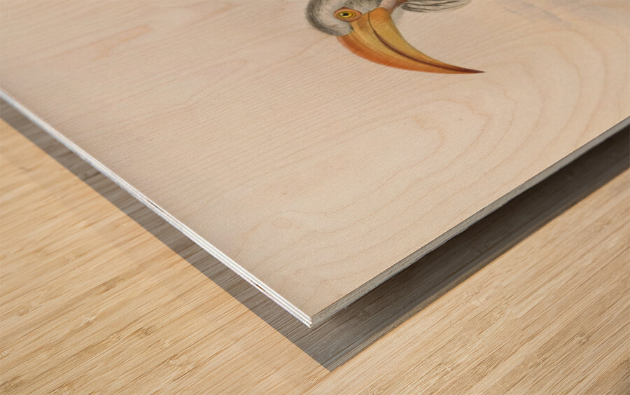 Tockus flavirostris 1882 Wood print