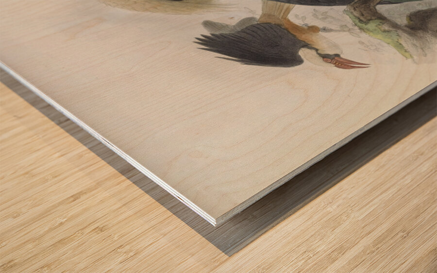 Penelopides panini 1882 Wood print