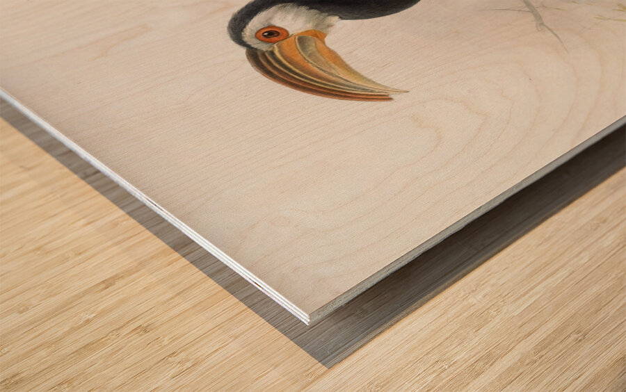 Hydrocissa exarhatus 1882 Wood print