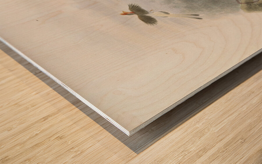 Rhinoplax vigil 1882 Wood print