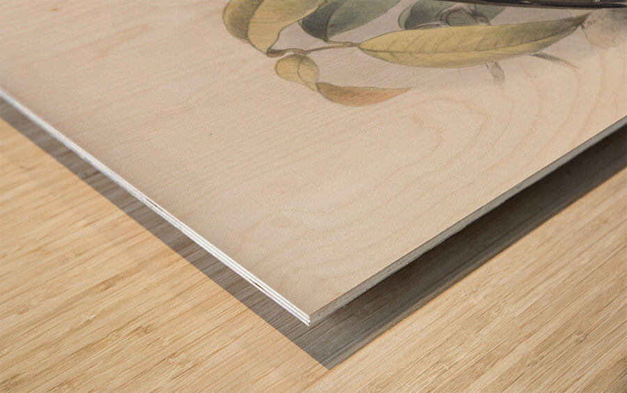 Tockus erythrorhynchus 1882 Wood print