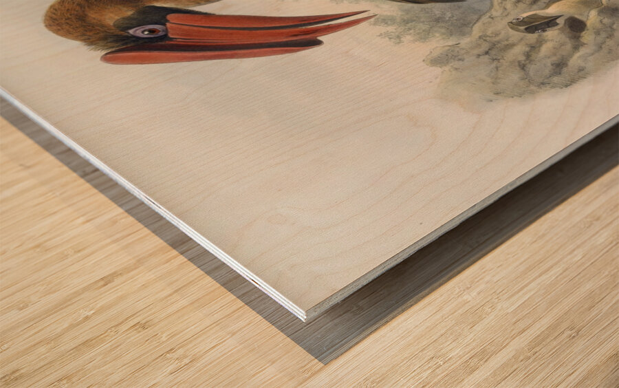 Hydrocorax planicornis 1882 Wood print