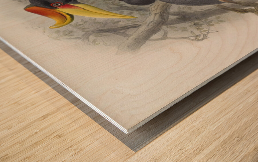 Buceros rhinoceros 1882 Wood print