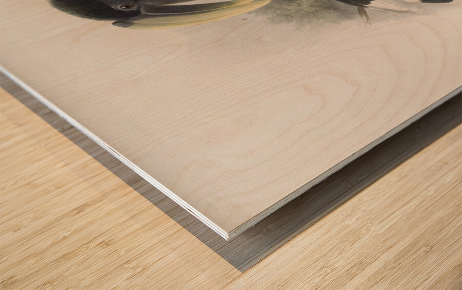 Bycanistes albotibialis 1882 Wood print