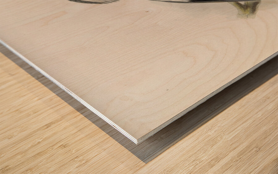 Tockus deckeni 1882 Wood print