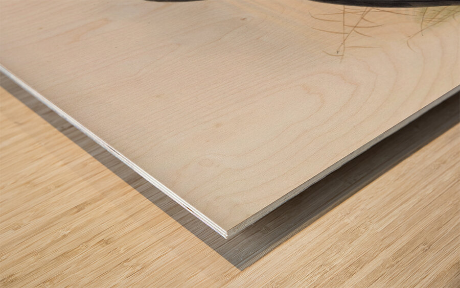 Bucorvus cafer 1882 Wood print