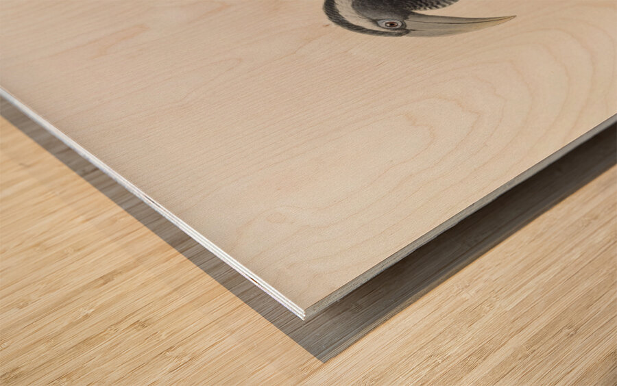 Tockus hartlaubi 1882 Wood print