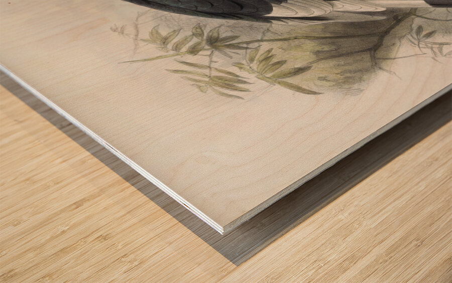 Dichoceros bicornis 1882 Wood print