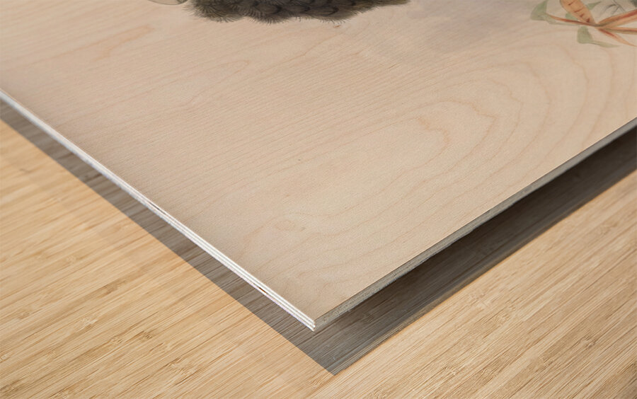 Sphagolobus atratus 1882 Wood print