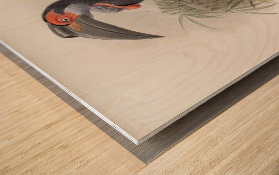 Bucorvus pyrrhops 1882 Wood print