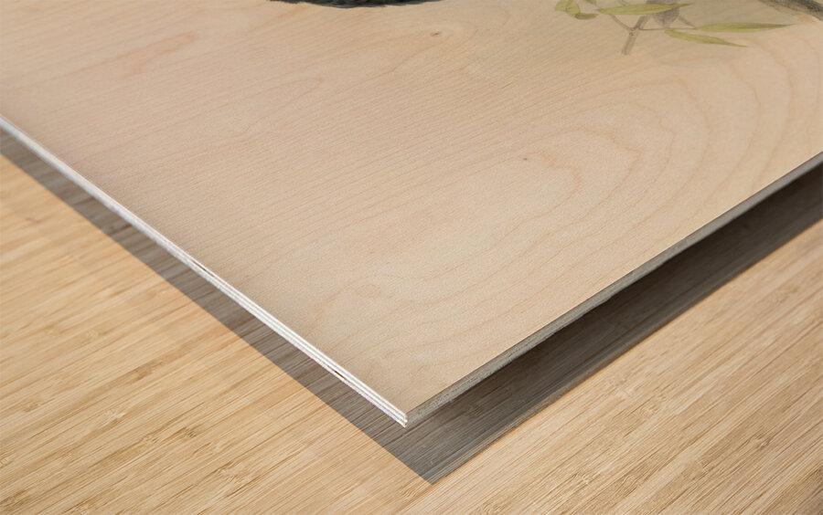 Bycanistes subquadratus 1882 Wood print