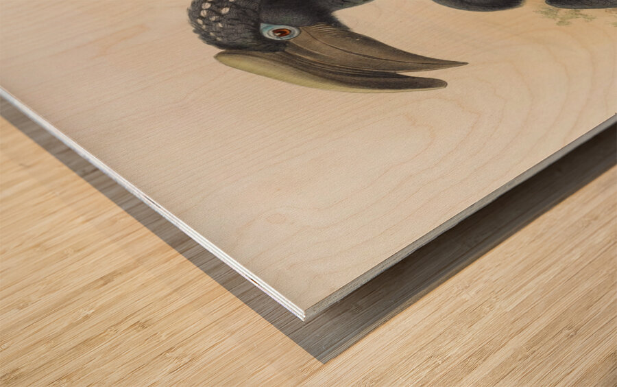 Bycanistes buccinator 1882 Wood print