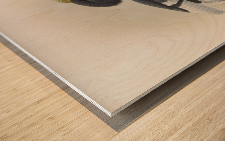 Bycanistes cylindricus 1882 Wood print