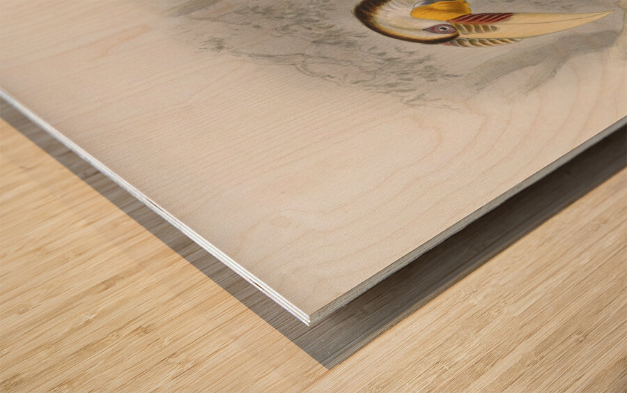 Rhytidoceros undulatus 1882 Wood print