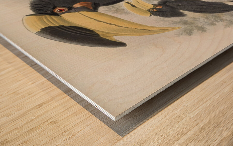 Anthracoceros coronatus 1882 Wood print