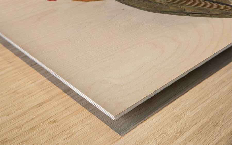 Hydrocorax semigaleatus 1882 Wood print