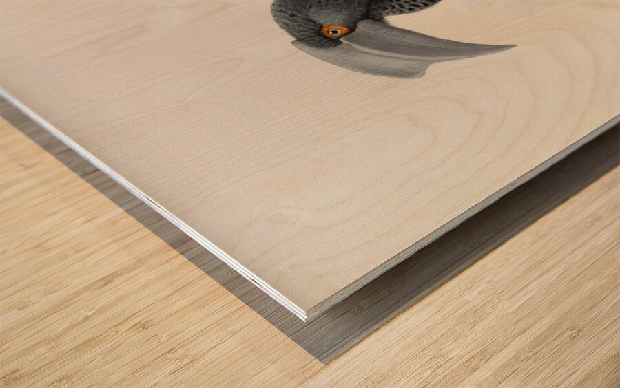 Limonophalus montani 1882 Wood print