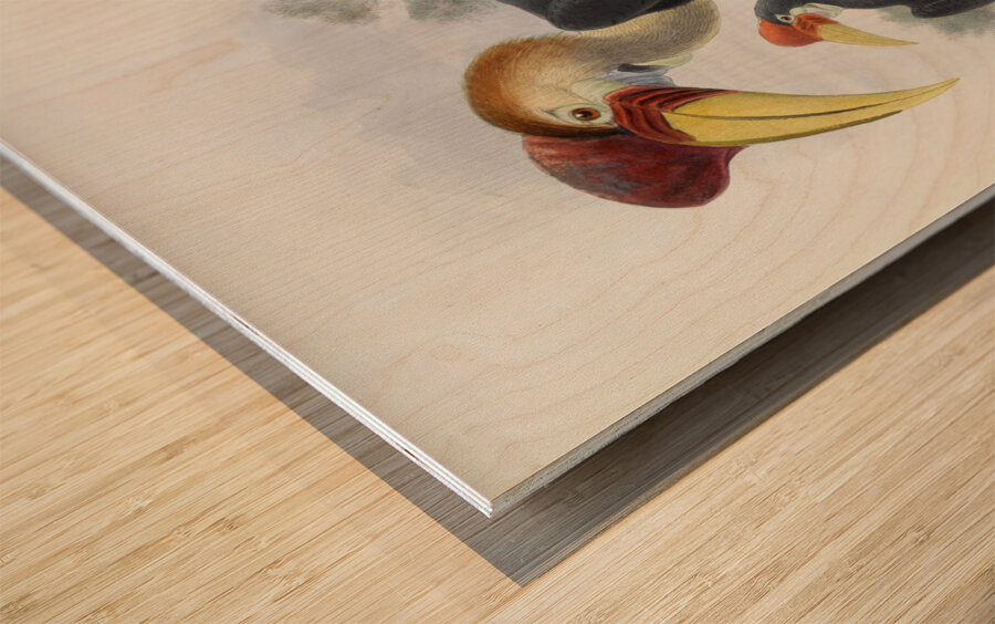 Cranorrhinus cassidix 1882 Wood print