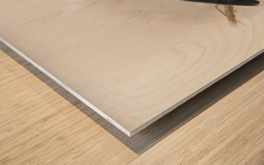 Anthracoceros fraterculus 1882 Wood print