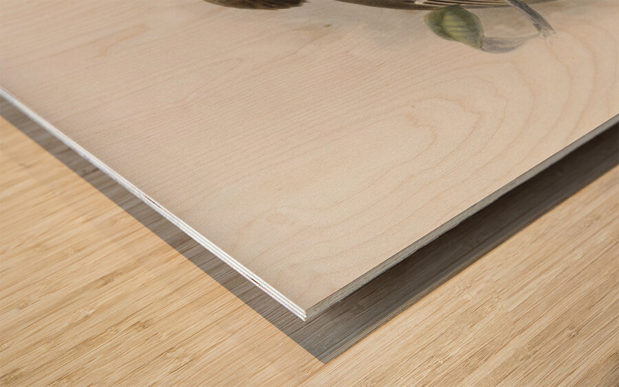 Tockus camurus 1882 Wood print