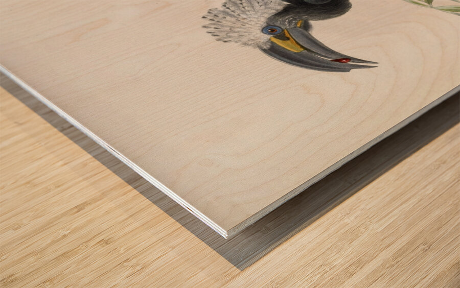 Anorrhinus albocristatus 1882 Wood print