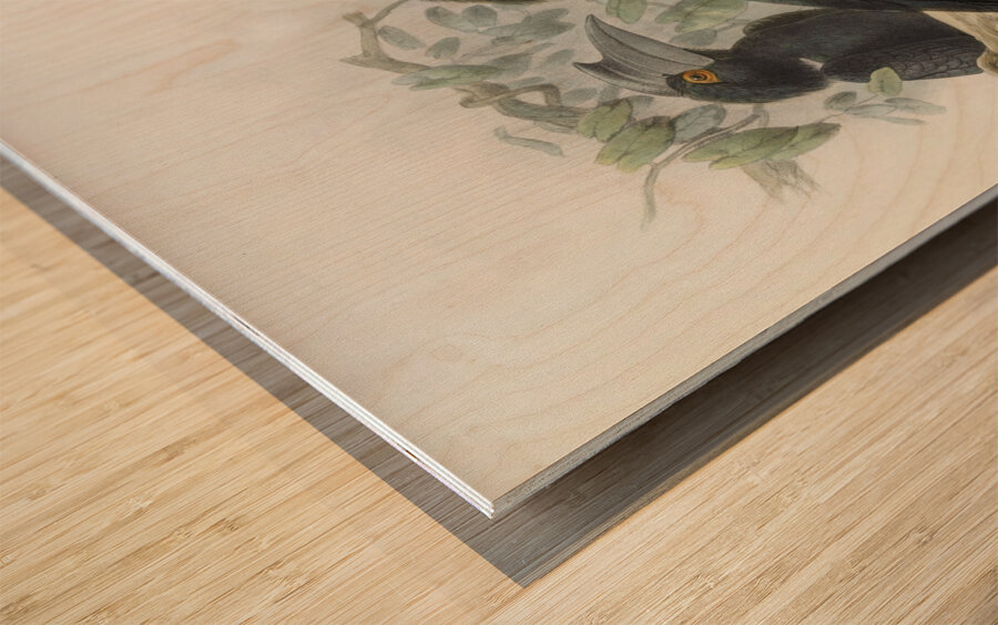 Anthracoceros malayanus 1882 Wood print