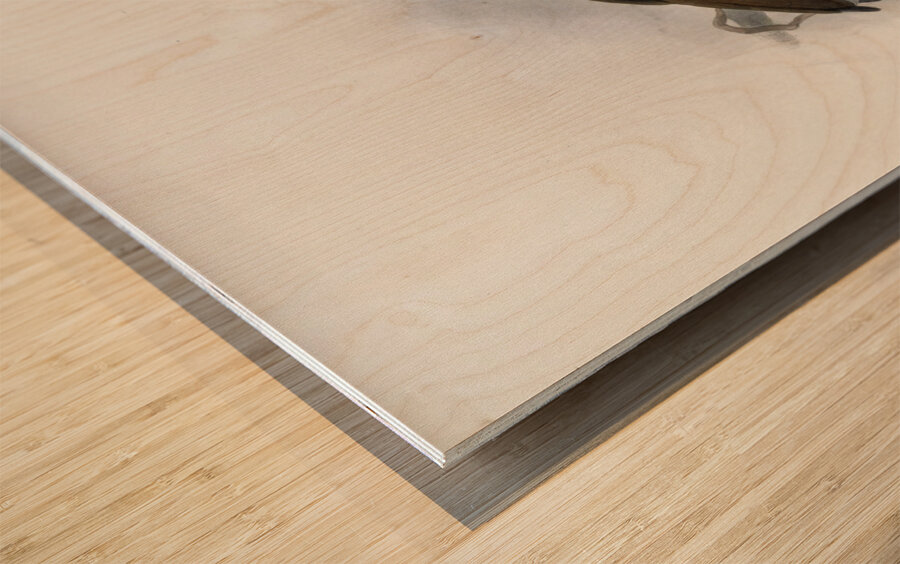 Tockus monteiri 1882 Wood print