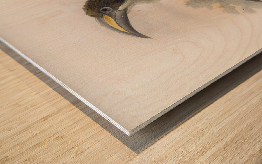 Tockus gingalensis 1882 Wood print