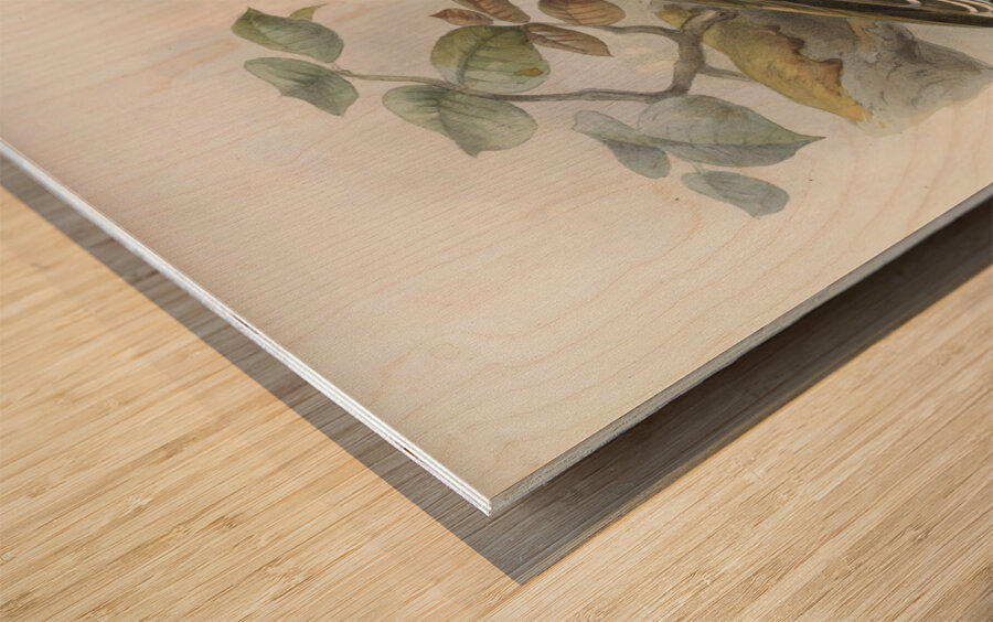 Lophoceros nasutus 1882 Wood print